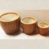 Porcelain Pots Planted With Brown Plants